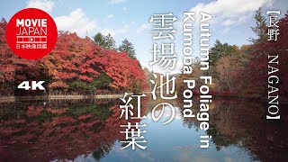 軽井沢　雲場池の紅葉  4K  Autumn Fliage in Kumoba Pond