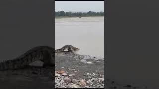 Crocodile near Aiims Rishikesh #rishikesh #aiims #aiimsrishikesh #shorts #viral