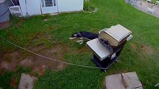 Dog Knocks Down Barbecue Grill With Their Leash While Running - 1371231