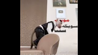 بثوث المشاهير - سويكه 😄🛑قناتنا التلغرام 👈 LoL_kk9 👉