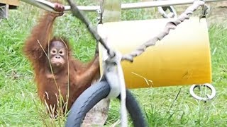 ハイハイしてガス管の中へ入ったロキ・オランウータン