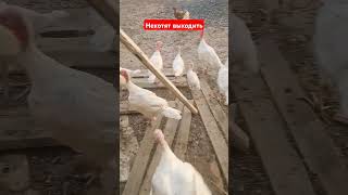 Индюшата не хотят выходить #птицеферма #ферма #атырау #chicken #ферма #птицеферма #атырауферма