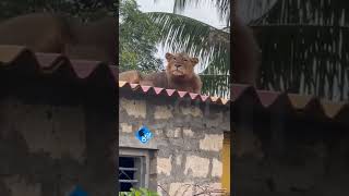 Lion on the Home: Mother had explained that in the rainy season to climb to a high place, So I'm...