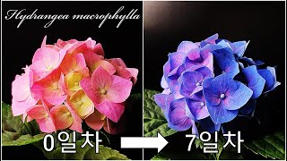 푸른색 수국 만들기｜붉은색 수국을 파랗게 물들이기｜파란 수국의 비밀｜알루미늄과 구연산의 활용법｜#7 Change the color of Hydrangea Red to Blue