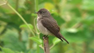 サメビタキ（2）夏鳥（各地） - Dark-sided Flycatcher - Wild Bird - 野鳥 動画図鑑