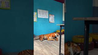 स्कूल में शेर 🐅😱😰🤯 #dolly #srsir #banku #mastikipaathshala ​⁠​⁠#ganeshji  #ganeshjidoli