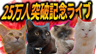 猫の黒ちゃんねる　《25万人突破記念》生放送やるよーーーーーーーー！