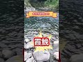 本流竿練習lv13 溪釣 霞鮸 taiwan fishing 本流釣り