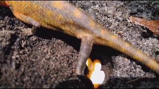 chameleon laying eggs. ഓന്ത് മുട്ട ഇടുന്നത് കാണാത്തവർ കണ്ടോളൂ