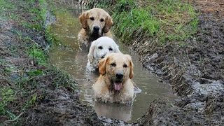 Funniest Dogs Playing in Mud - FUNNY DOG S😂