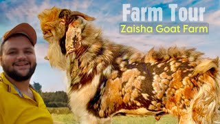 Zaisha Goat Farm Full Tour \u0026 Gujri of the Year 2025