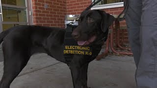Siri Electronic Detection K9