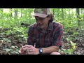 tree talk bloodroot