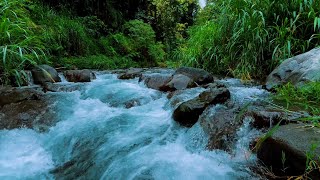 Serene River Sounds with Nature Ambience Perfect for Sleep Study and Calm