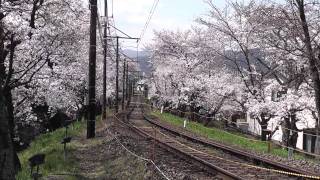 【嵐電】桜のトンネル 2011 -The Tunnel Of Cherry Blossoms- [HD]