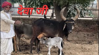 देवा जी की 7 Star कांकरेज गऊ माता और बछड़ा #desi #kankrej #cow