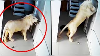 இதுவரை பார்த்திராத கேமராவில் பதிவான நிகழ்வுகள் / Animals Unbelievable moments