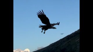 Ørnesafari Sanhornøya - SeaEagle Safari