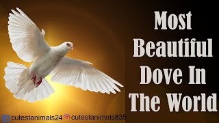 Most beautiful Dove In The World