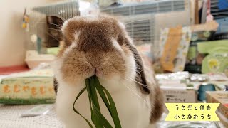 【かわいい】生牧草で良い顔を見せるうさぎたち〜Rabbits eating fresh grass〜#902