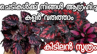 ചെടികളുടെ പൂക്കൾക്കും ഇലകൾക്കും കളർ മാറ്റാൻ ബീറ്റ്റൂട്ട് കൊണ്ടു കിടിലൻ വിദ്യ