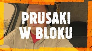 prusaki w bloku - zwalczanie prusaków - jak pozbyć się prusaków - jak pozbyć się karaluchów