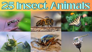 Insect Animals Name | 25 Insect Animals Name | Learn Insect Animals Name in English - Kidszoon Tv