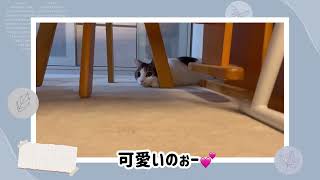 【まいネコ🐈】MOMO日記＃224　家政婦モモは見たニャー！！