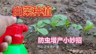 白菜用这种水喷一喷，不仅能防治病虫害还能增产，赶快学学吧