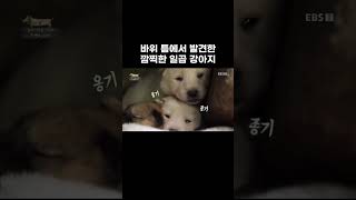 산중턱에 갑자기 나타난 강아지굴 #shorts