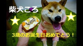 柴犬「ころ」お誕生日ケーキを食べるの巻。shibainu Koro birthday party.