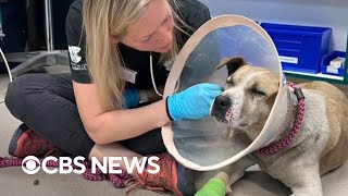 Hundreds of animals rescued by Southern California shelter amid wildfires