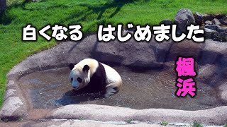 白パン練習はじめまちた、チャプチャプおふろきもちいいでしゅ、楓浜昼寝のあとの水遊び