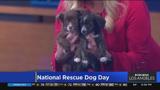 Adopt, don't shop on National Rescue Dog Day