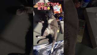 【ショート】正月🎍コタツの上でダラける靴下猫が可愛い😍💕