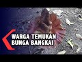 Bunga Bangkai Tumbuh Di Pekarangan Rumah