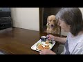 食事中に愛犬を自由にしたらどうなるのか試してみた【golden retriever leon】