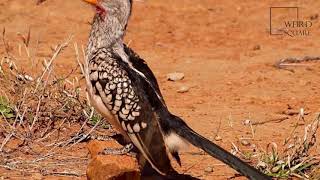 Interesting facts about yellow billed hornbill by weird square