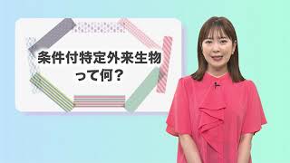 こんばんは熊本市 第16話「条件付特定外来⽣物って何？ 」