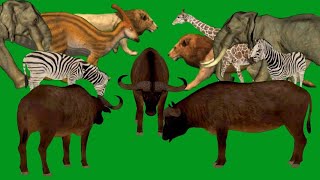 Green Screen Animals Eating and Walking Grass Green Screen Blue Screen Black Screen HD Animals Video