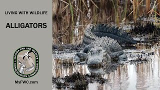 Living With Wildlife: Alligators