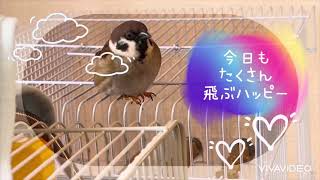 【スズメの成長記録】今日もたくさん飛ぶハッピー　スズメのハッピー