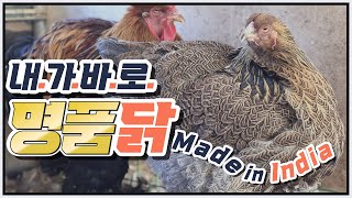 인도에서 온 초대형 명품닭 [블루 골드 파트리지 브라마, Blue Gold Partridge Brahma]