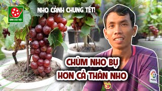 Độc lạ NHO CẢNH chưng Tết - CHÙM NHO BỰ HƠN CẢ THÂN NHO - hút khách Sài Gòn@Dinhchannel01