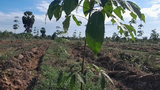 ដីចំការកៅស៊ូដាំបាន2ឆ្នាំ ជាប់ផ្លូវ លក់ធូរៗ។#subscribers #blogs I'm  #សេដ្ឋកិច្ច #រឿងភាគ