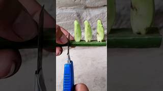 All The Ways To Propagate Banananas With 100% Success Garden