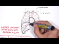 anatomy thorax overview ribs sternal angle pleura and pneumothorax