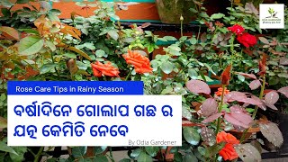 ବର୍ଷାଦିନେ ଗୋଲାପ ଗଛ ର ଯତ୍ନ କେମିତି ନେବେ || Rose Plant Care Tips for Rainy Season @Odia_Gardener