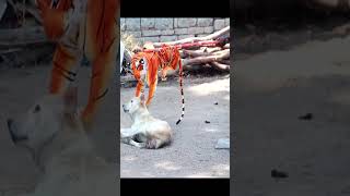 😂🐯 Fake Tiger Scare Dog get Reaction so Funny haha