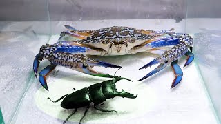 Black Titan Bug and Giant Crab - Attack of Titan